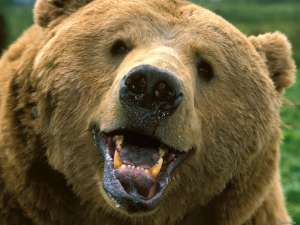Медведь. Фото: http://namonitore.ru/