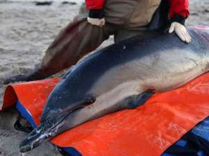Более 750 дельфинов-афалинов выбросились за последние месяцы на атлантическое побережье США. Фото: Global Look Press