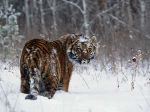 Амурский тигр зимой. Фото: http://www.znanijamira.ru/