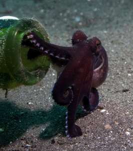 Несмотря на значительную самостоятельность своих щупальцев, осьминог всё равно приползает туда, куда собирался. (Фото The Very Lonely Traveller.)