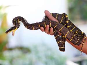 Две редчайшие древесные тропические змеи отложили яйца в Московском зоопарке: самка филиппинской мангровой змеи отложила кладку из 6 яиц, а самка новогвинейской бойги в середине ноября принесла 8 яиц. Фото: Reuters