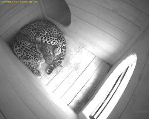 Котят леопарда, родившихся в нацпарке Сочи, начали приучать к охоте. Фото: ЮГА.ру 