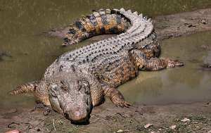 Крокодил. Фото: http://zveridikie.ru