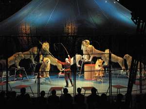 Животные в цирке. Фото: http://primamedia.ru