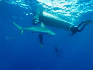 Карибские рифовые акулы (Carcharhinus perezi) и аквалангисты. (Фото: © sdubrov / Fotolia)