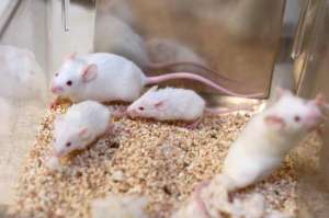 Лабораторные крысы. Фото: http://olx.com.ua/