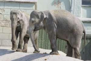 В московском зоопарке умерла слониха. Фото с сайта Lenta.Ru