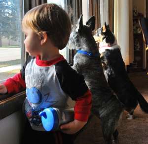Присутствие собаки или кошки способствует снижению риска заболеть аллергией или астмой в детском возрасте (фото Rick Craig/Flickr.com).