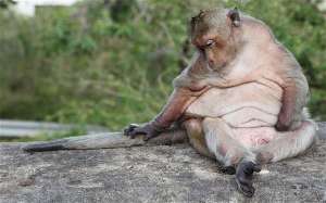 Домашних обезьян Британии охватила эпидемия ожирения. Фото: Вести.Ru