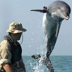 Ученый развенчал миф о высоком интеллекте дельфинов. Фото: Вокруг Света