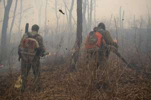 Космическое наблюдение за лесными пожарами в 2013 году позволило Рослесхозу получить объективные данные. Фотография: WWF России/ИТАР-ТАСС