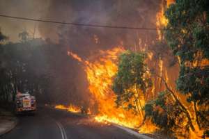 Лесные пожары в Австралии Фото: Evan Collis / AFP