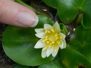 Из Королевских ботанических садов Кью в Лондоне украдена самая маленькая в мире кувшинка Nymphaea thermarum, которая не встречается в дикой природе и считается одним из редчайших растений/ Фото: Global Look Press