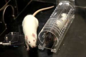 Белая крыса-«освободитель» и чёрно-белая крыса-«заключённый» (фото Kevin Jiang / University of Chicago).