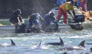 В Японии начали бойню дельфинов. Кадр Youtube 