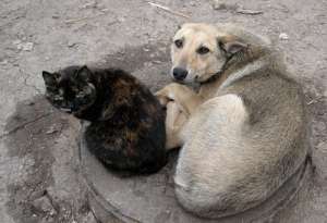 Бездомные животные. Фото: http://news.pn
