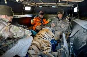Раненый тигр. Фото: http://rg.ru