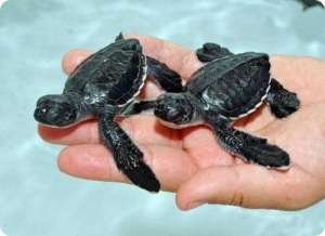 Морские черепахи. Фото: http://www.zoopicture.ru