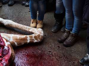 Смерть жирафа Мариуса, убитого и публично разделанного в зоопарке Копенгагена, до сих пор беспокоит общественность. Фото: Reuters
