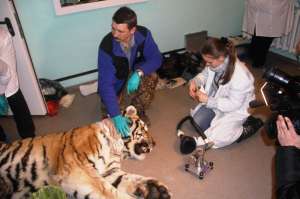 Раненый тигр. Фото: http://primamedia.ru/