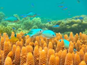 Рыбы-зеленушки плавают среди кораллов в Индо-Тихоокеанском регионе вместе с молуккской рыбой-ласточкой. Эти рыбы являются важным источником питания для более крупных рыб кораллового рифа. (Фото: D. Dixson)