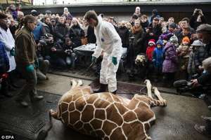 Убийство жирафа в зоопарке. Фото: http://www.interfax.by