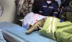 Раненый тигр. Фото: http://www.deita.ru/