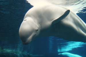 Белый кит. Фото: http://zoodeti.ru/
