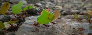 Согласно результатом нового исследования, сила муравья заключена в его шейном суставе (фото manbeastextraordinaire/Flickr).