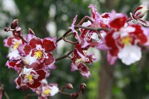 Орхидея. Фото: http://bigpicture.ru/