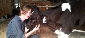 Постдокторант Университета Британской Колумбии Ребекка Мегер обнаружила, что коровы умнее, когда размещены вместе. (Фото: University of British Columbia)