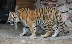 Тигр в зоопарке. Фото: http://tigromania.ru/