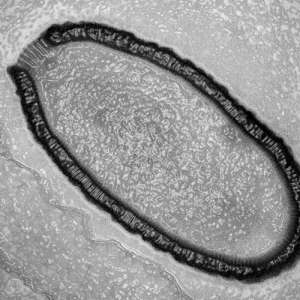 Гигантский питовирус под электронным микроскопом. (Фото Julia Bartoli и Chantal Abergel / Aix–Marseille Universit&amp;#233;.)