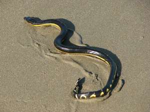 Тропические морские змеи вида двухцветных пеламид способны ждать до семи месяцев, чтобы напиться дождевой водой (фото Aloaiza/Wikipedia Commons).
