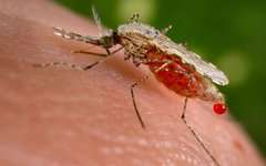 Малярийный комар. Фото Jim Gathany с сайта wikimedia.org