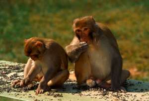 Умеренность в пище некоторым обезьянам только к лицу. (Фото Richard T. Nowitz.)