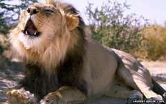 Ученые выяснили происхождение и эволюцию современного льва. Фото с сайта laurent-geslin.com