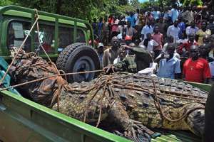 Пойманный в Уганде крокодил Фото: Peter Busomoke / AFP