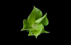 &quot;Цветок&quot; из листьев, образованный вследствие заражения фитоплазмой (фото John Innes Centre). 