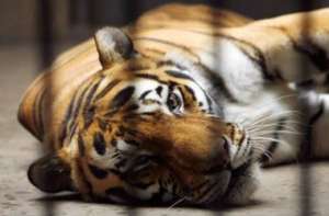 Тигр в сафари-парке в Крыму. Фото: http://www.segodnya.ua
