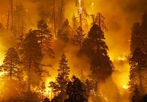 Лесной пожар. Фото: http://vg-news.ru