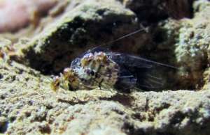 Совокупление насекомых, самка располагается сверху самца(фото Yoshizawa et al./Current Biology).