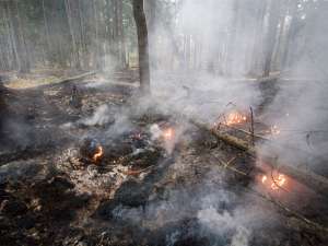 Наиболее сложная ситуация с природными пожарами сложилась в Сибири и на Дальнем Востоке. Фото: Global Look Press