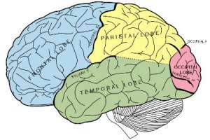 Четыре зоны коры головного мозга Изображение: Mysid / wikipedia.org