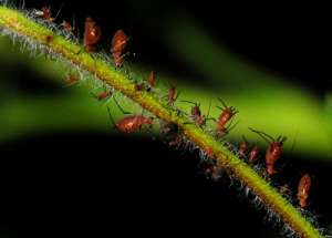 «Живые электроды» помогли узнать о чувствах растений. (Фото Pam Morris / National Geographic My Shot.)