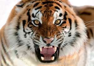 Амурский тигр. Фото: http://goodfon.ru