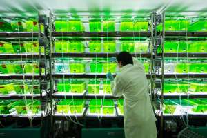 В процессе экспериментов ученые обнаружили, что теория Дарвина не действует для зеленых пресноводных водорослей. Фото: http://naked-science.ru/