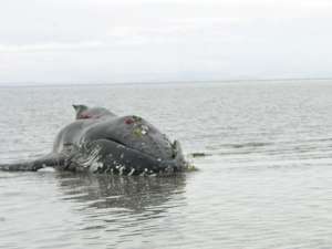 Три туши погибших синих китов (самых крупных животных на земле) вынесло течением на западный берег острова Ньюфаундленд, причем две из них оказались в пределах населенных пунктов. Фото: Global Look Press