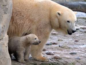 Из-за потепления белые медведи на архипелаге Земля Франца-Иосифа становятся вегетарианцами, чтобы выжить. Фото: Global Look Press