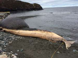 Синий кит длиной 12 метров и весом до 30 тонн оказался на берегу неделю назад. Фото: Global Look Press